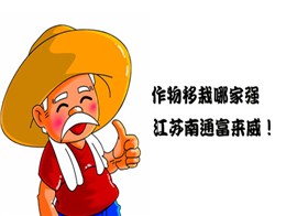 我国甘薯移栽机械发展方向和趋势