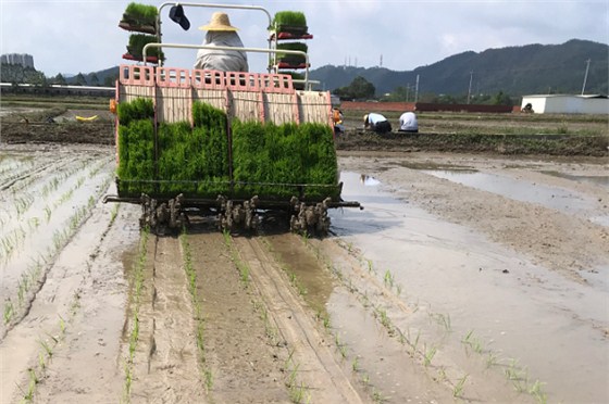 富来威密播稀植插秧机