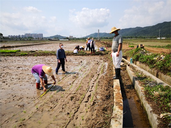 富来威密播稀植插秧机2