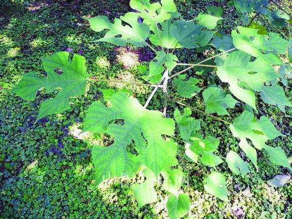 20121210123054126 20121210123054126