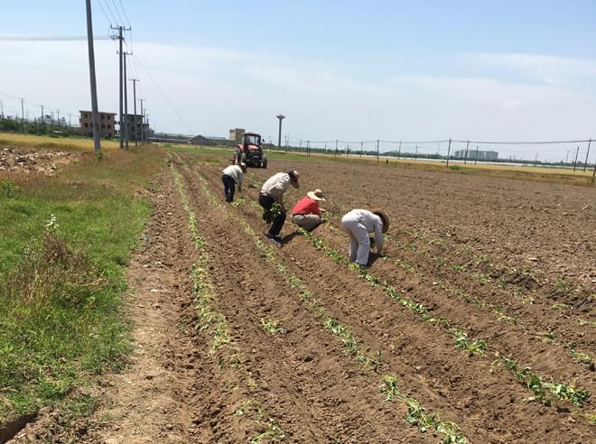 人工种植 人工种植
