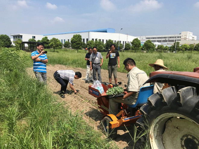 西兰花移栽现场3